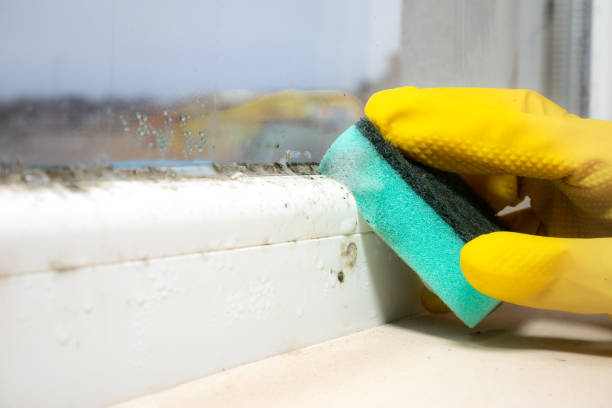 Best Commercial Mold Remediation in Edcouch, TX