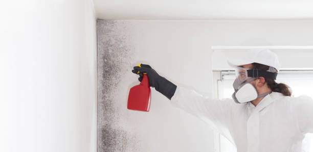 Best Mold Remediation for Specific Building Types in Edcouch, TX