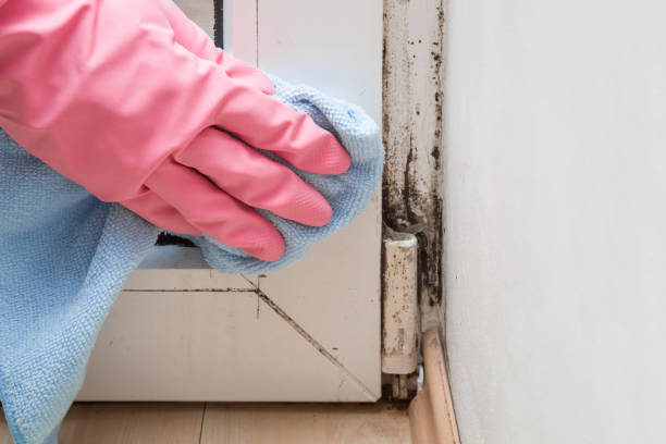 Trusted Edcouch, TX Mold Remediation Experts